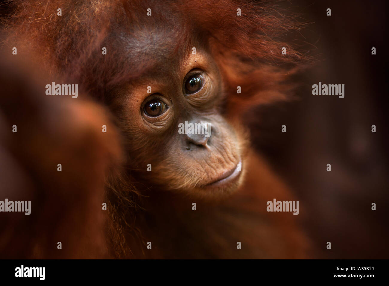 Sumatra Orang-Utans (Pongo abelii) Weibliche baby Andri' im Alter von 1-2 Jahren Porträt. Gunung Leuser Nationalpark, Sumatra, Indonesien. Rehabilitiert und freigegeben (oder von denen, die zwischen 1973 und 1995 veröffentlicht wurden). Stockfoto