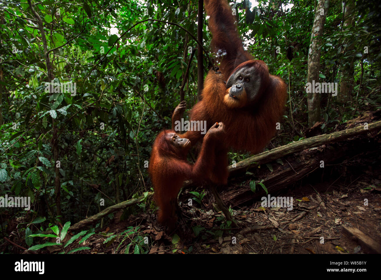 Sumatra Orang-Utans (Pongo abelii) Weibliche 'Juni' ab 12 Jahren Nahrung von ältere männliche' Halik' im Alter von 26 Jahren. Gunung Leuser Nationalpark, Sumatra, Indonesien. Rehabilitiert und freigegeben (oder von denen, die zwischen 1973 und 1995 veröffentlicht wurden). Stockfoto