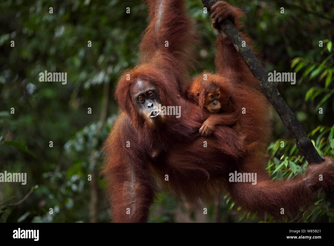 Sumatra Orang-Utans (Pongo abelii) weibliche Andra" im Alter von 22 Jahren und Baby's Tochter Andri' im Alter von 1-2 Jahren hängen von einem Baum. Gunung Leuser Nationalpark, Sumatra, Indonesien. Rehabilitiert und freigegeben (oder von denen, die zwischen 1973 und 1995 veröffentlicht wurden). Stockfoto