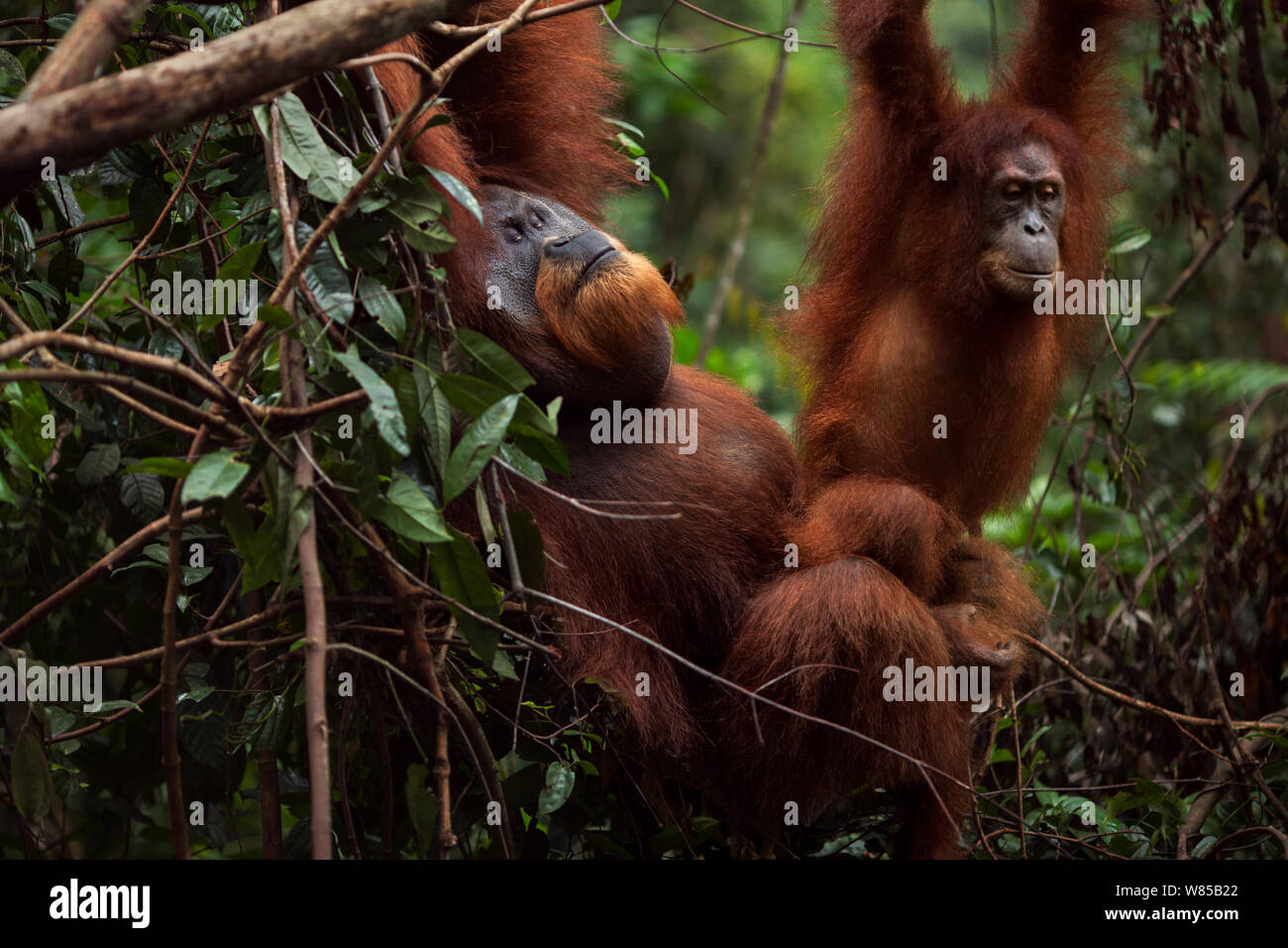 Sumatra Orang-Utans (Pongo abelii) reife männliche' Halik' im Alter von 26 Jahren der Paarung mit weiblichen 'Juni' im Alter von 12 Jahren. Gunung Leuser Nationalpark, Sumatra, Indonesien. Rehabilitiert und freigegeben (oder von denen, die zwischen 1973 und 1995 veröffentlicht wurden). Stockfoto