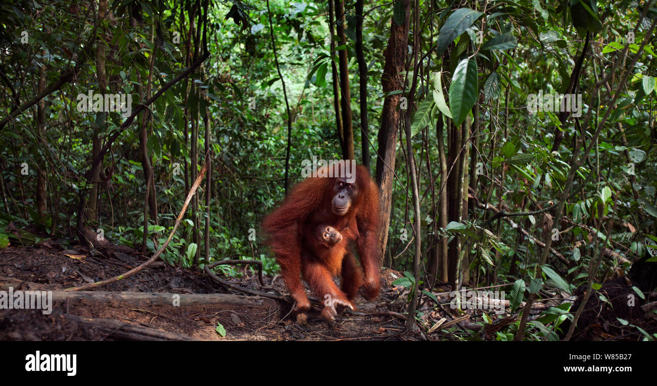 Sumatra Orang-Utans (Pongo abelii) Weibliche' Jaki' im Alter von 16 Jahren und Tochter "Jodi" im Alter von 2 Jahren zu Fuß durch den Wald. Gunung Leuser Nationalpark, Sumatra, Indonesien. Rehabilitiert und freigegeben (oder von denen, die zwischen 1973 und 1995 veröffentlicht wurden). Stockfoto