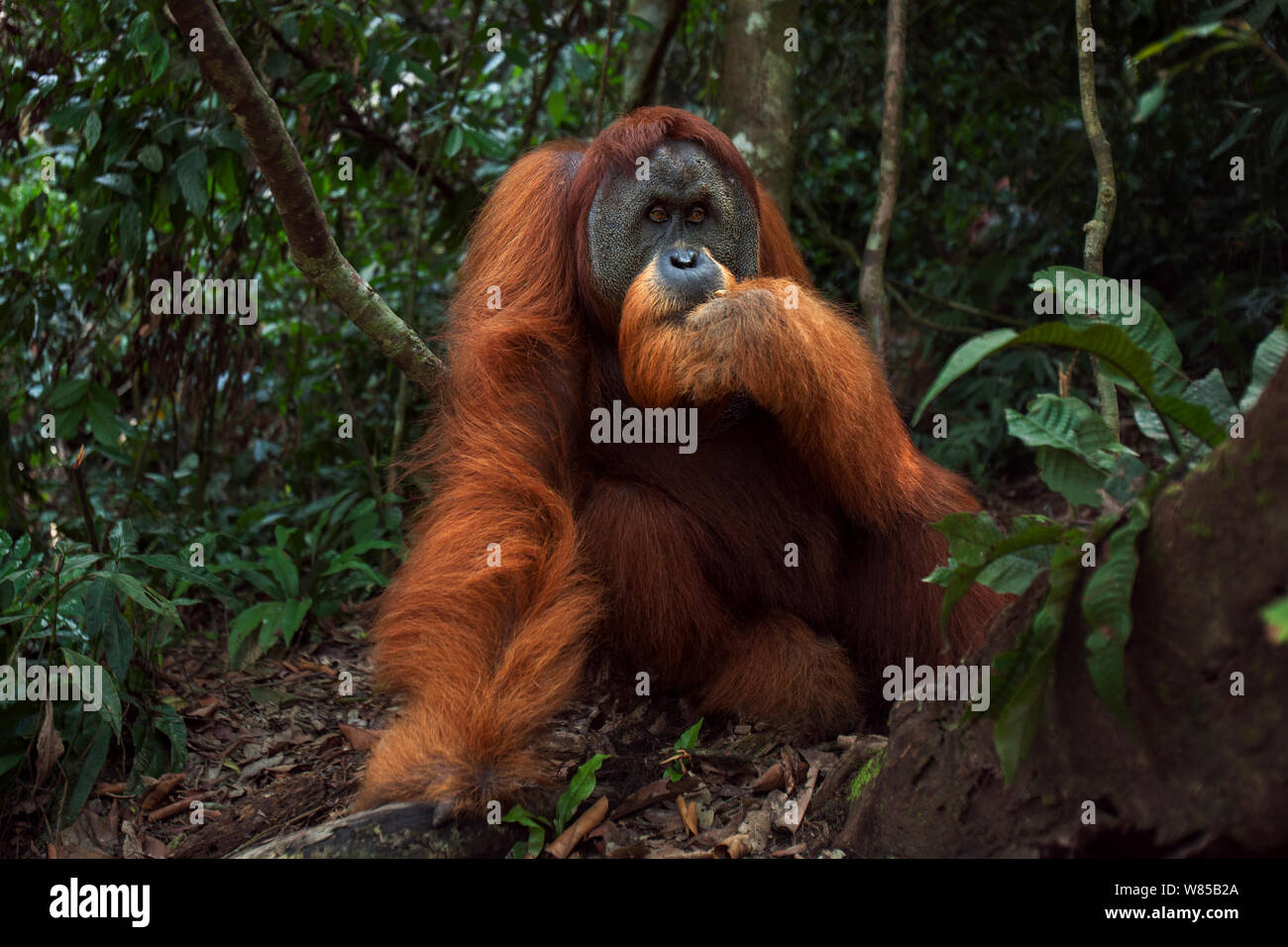 Sumatra Orang-Utans (Pongo abelii) reife männliche' Halik' im Alter von 26 Jahren saß in einer Waldlichtung. Gunung Leuser Nationalpark, Sumatra, Indonesien. Rehabilitiert und freigegeben (oder von denen, die zwischen 1973 und 1995 veröffentlicht wurden). Stockfoto