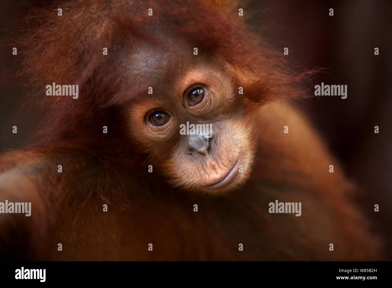 Sumatra Orang-Utans (Pongo abelii) Weibliche baby Andri' im Alter von 1-2 Jahren Porträt. Gunung Leuser Nationalpark, Sumatra, Indonesien. Rehabilitiert und freigegeben (oder von denen, die zwischen 1973 und 1995 veröffentlicht wurden). Stockfoto