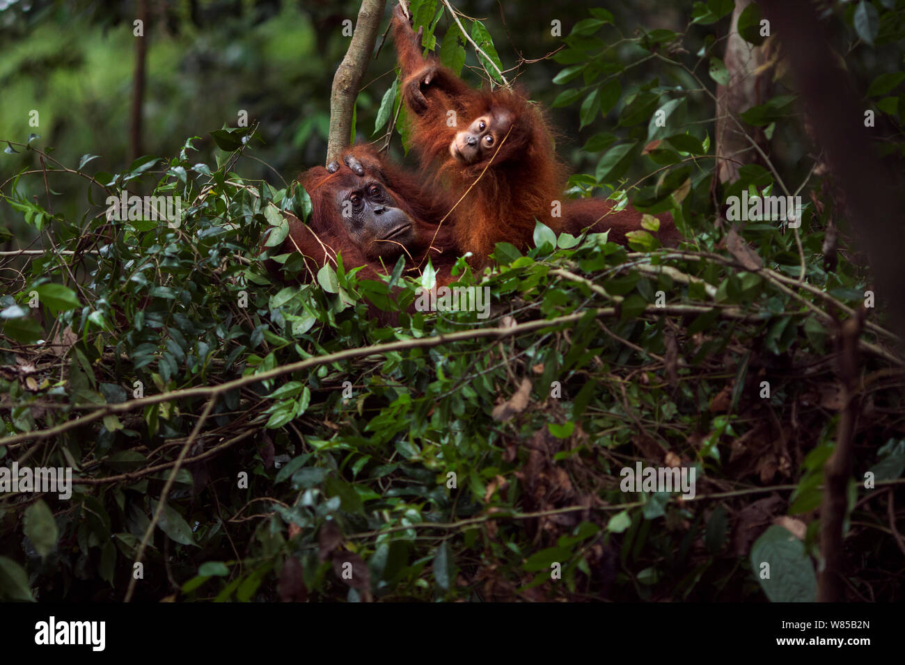 Sumatra Orang-Utans (Pongo abelii) weibliche Andra" im Alter von 22 Jahren ruht mit Andri's ihr Töchterchen' im Alter von 1-2 Jahren in einem Tag das Nest. Gunung Leuser Nationalpark, Sumatra, Indonesien. Rehabilitiert und freigegeben (oder von denen, die zwischen 1973 und 1995 veröffentlicht wurden). Stockfoto
