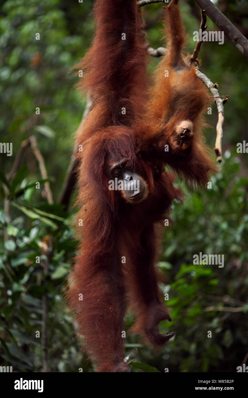 Sumatra Orang-Utans (Pongo abelii) weibliche Andra" im Alter von 22 Jahren und Baby's Tochter Andri' im Alter von 1-2 Jahren hängen von einem Baum. Gunung Leuser Nationalpark, Sumatra, Indonesien. Rehabilitiert und freigegeben (oder von denen, die zwischen 1973 und 1995 veröffentlicht wurden). Stockfoto