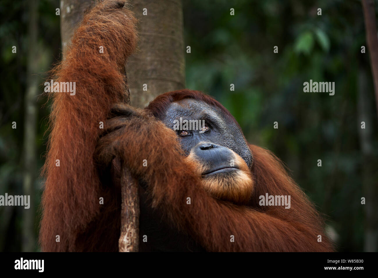 Sumatra Orang-Utans (Pongo abelii) reife männliche' Halik' im Alter von 26 Jahren halten eine Liane - Portrait. Gunung Leuser Nationalpark, Sumatra, Indonesien. Rehabilitiert und freigegeben (oder von denen, die zwischen 1973 und 1995 veröffentlicht wurden). Stockfoto