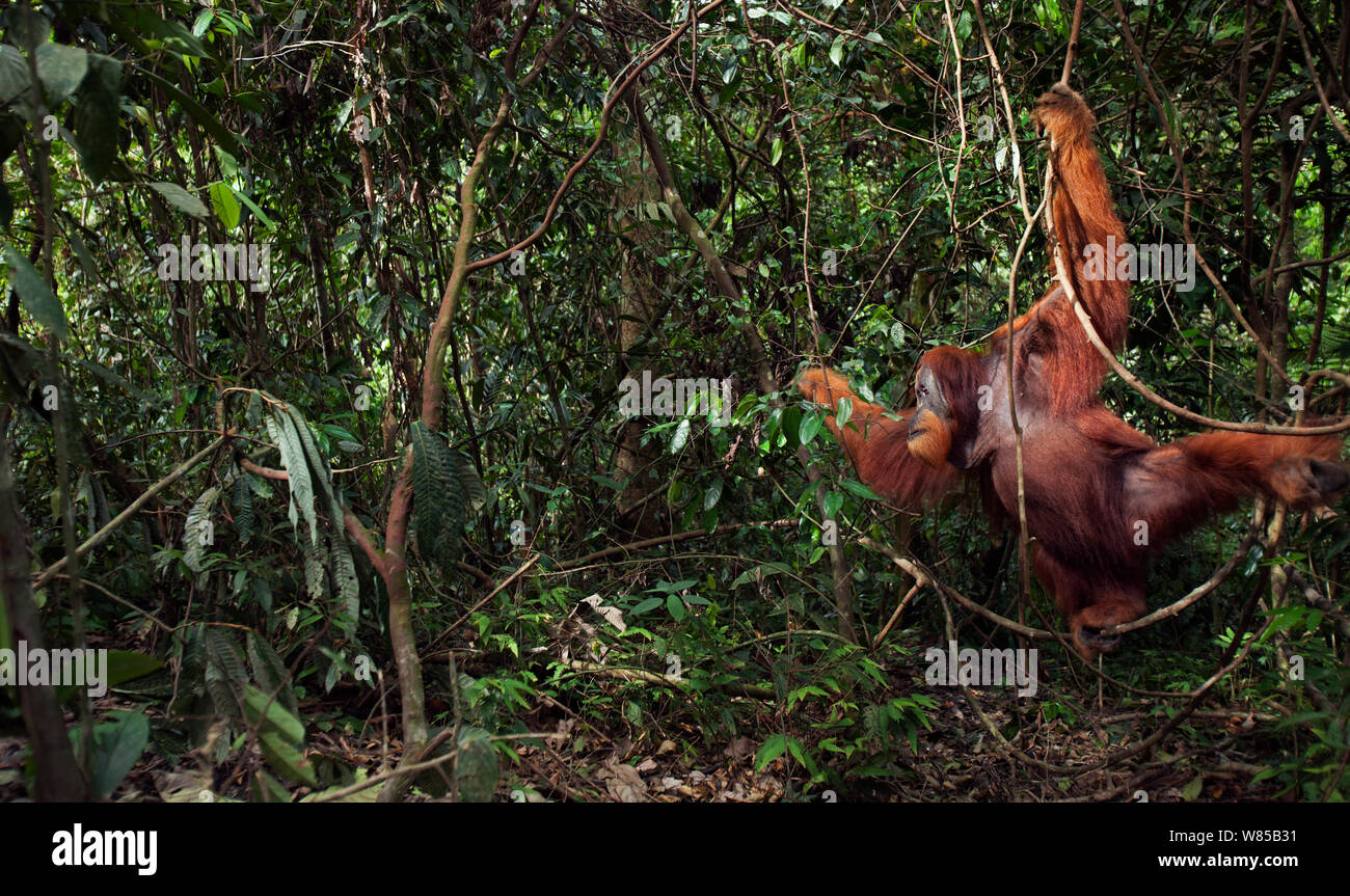 Sumatra Orang-Utans (Pongo abelii) reife männliche' Halik' im Alter von 26 Jahren aus einer Liane schwingen. Gunung Leuser Nationalpark, Sumatra, Indonesien. Rehabilitiert und freigegeben (oder von denen, die zwischen 1973 und 1995 veröffentlicht wurden). Stockfoto