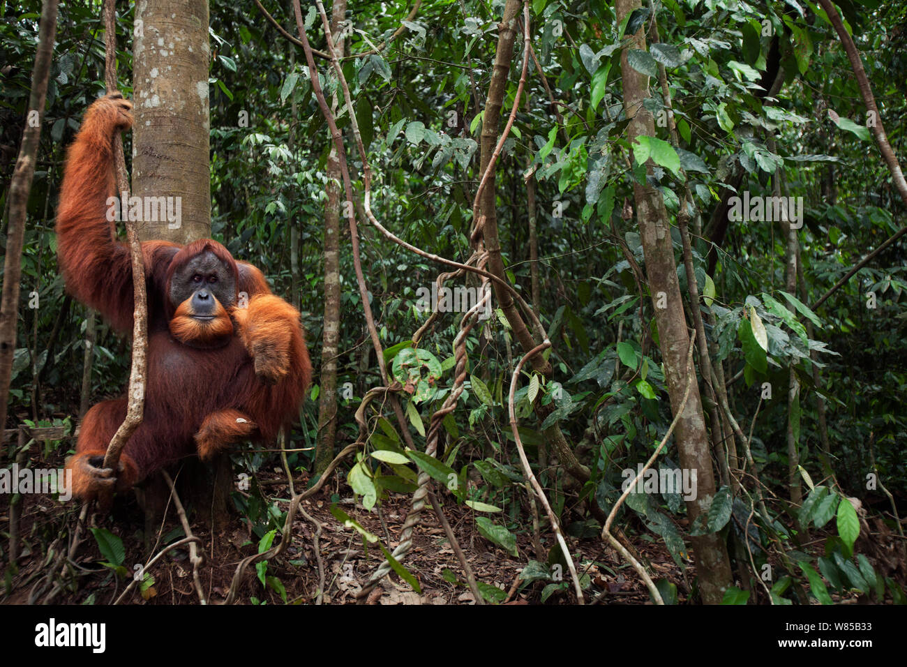 Sumatra Orang-Utans (Pongo abelii) reife männliche' Halik' im Alter von 26 Jahren an einer Liane - Weitwinkel Perspektive. Gunung Leuser Nationalpark, Sumatra, Indonesien. Rehabilitiert und freigegeben (oder von denen, die zwischen 1973 und 1995 veröffentlicht wurden). Stockfoto