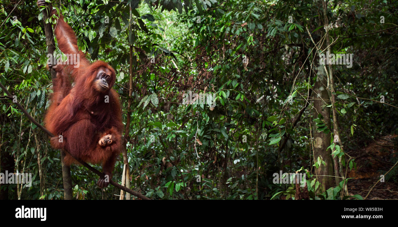 Sumatra Orang-Utans (Pongo abelii) weibliche Andra" im Alter von 22 Jahren und ihre weiblichen baby Andri' ab 2 Jahren hängen von einem Baum. Gunung Leuser Nationalpark, Sumatra, Indonesien. Rehabilitiert und freigegeben (oder von denen, die zwischen 1973 und 1995 veröffentlicht wurden). Stockfoto