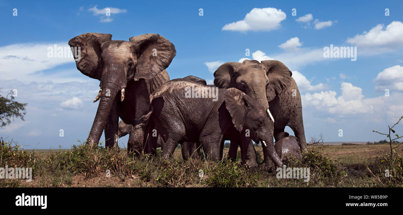 Afrikanische Elefanten (Loxodonta africana) an einer Wasserstelle. Masai Mara National Reserve, Kenia. Mit remote Weitwinkel Kamera genommen. Stockfoto