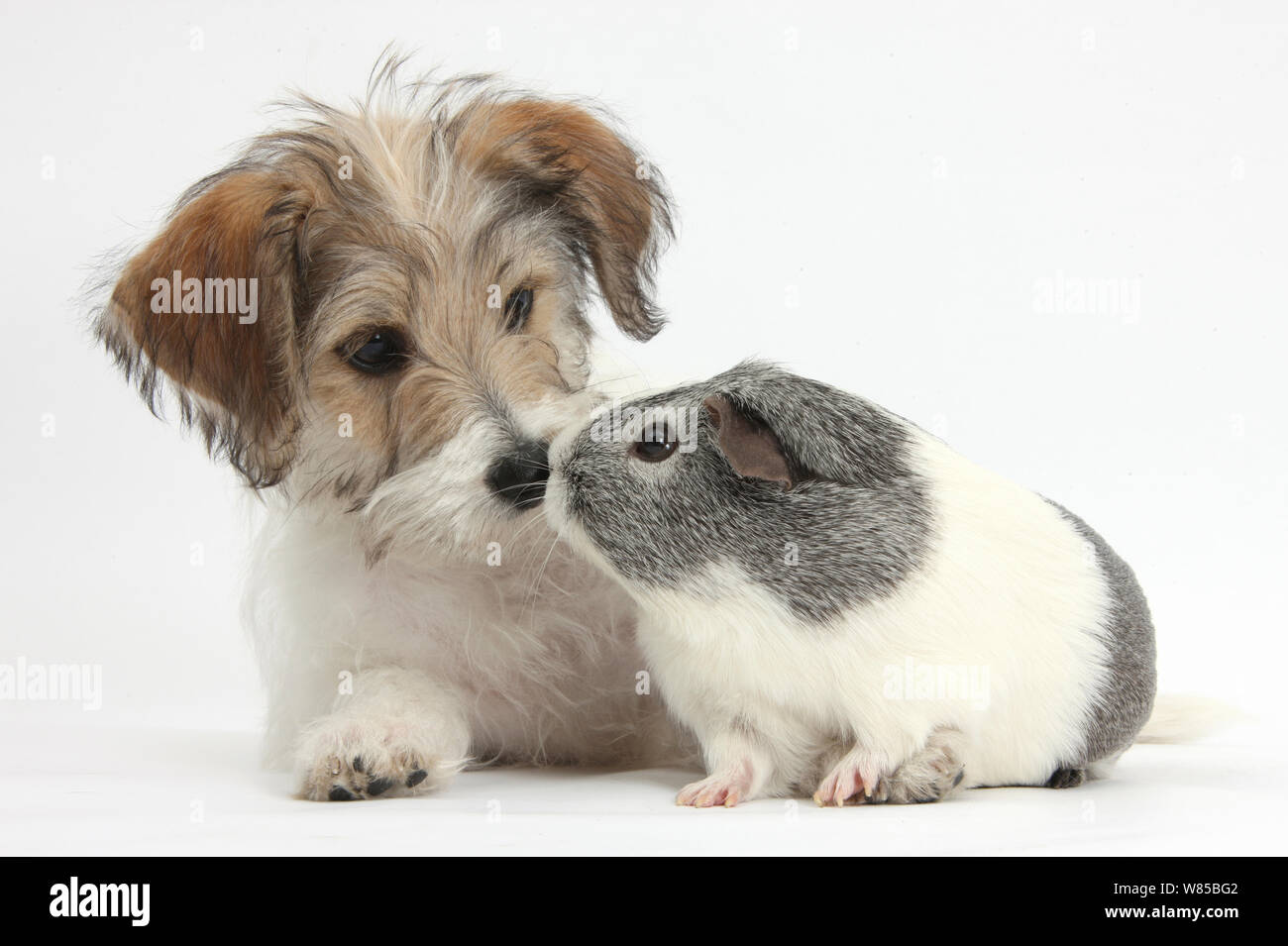 Bichon Frise x Jack Russell Terrier Welpen, Bindi, 12 Wochen, mit silber-weißen Meerschweinchen, vor weißem Hintergrund Stockfoto Bichon Frise x Jack Russell Terrier Welpen, Bindi, 12 Wochen, mit silber-weißen Meerschweinchen, vor weißem Hintergrund Stockfoto