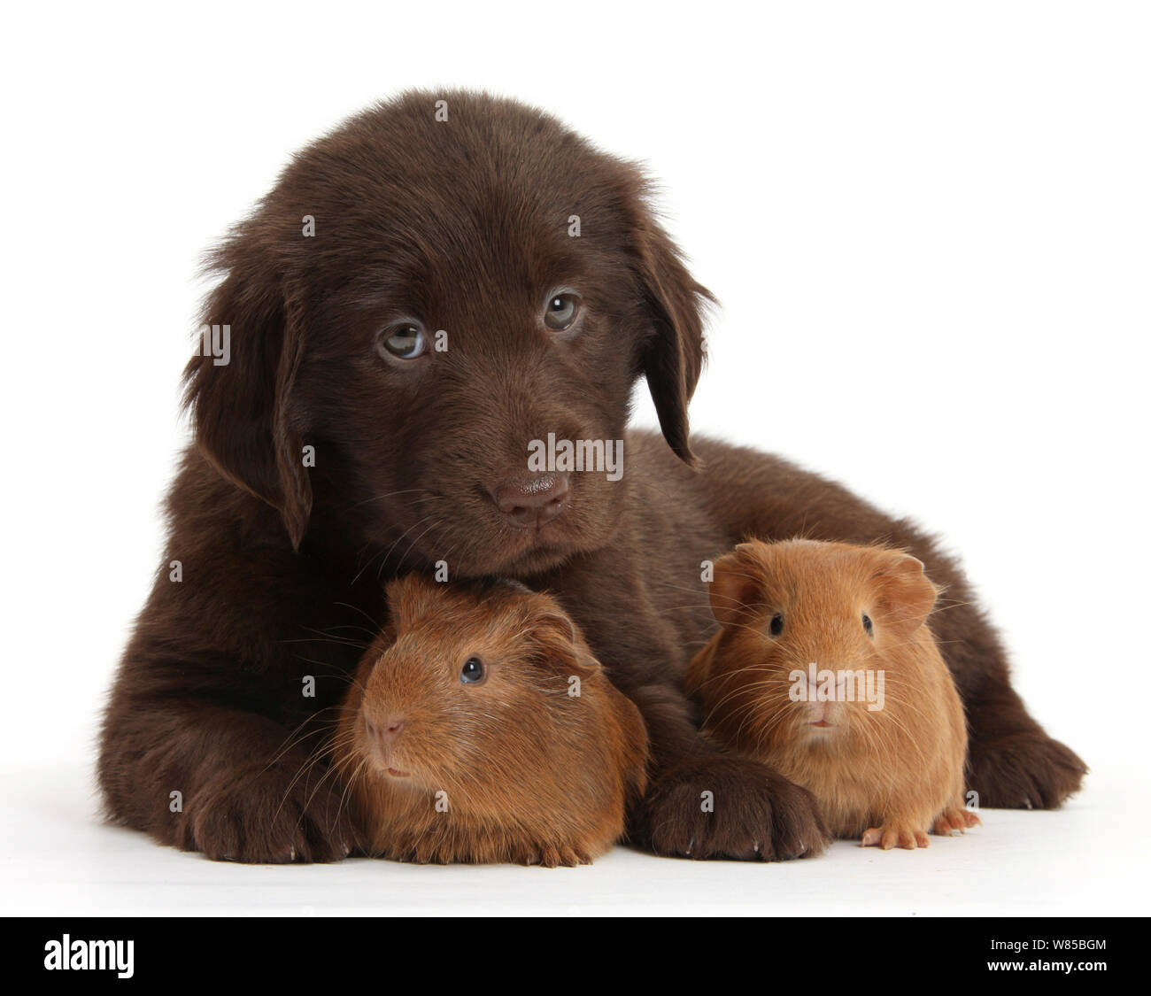 Leber Flatcoated Retriever Welpen, 6 Wochen, mit zwei kleinen Meerschweinchen, vor weißem Hintergrund Stockfoto Leber Flatcoated Retriever Welpen, 6 Wochen, mit zwei kleinen Meerschweinchen, vor weißem Hintergrund Stockfoto