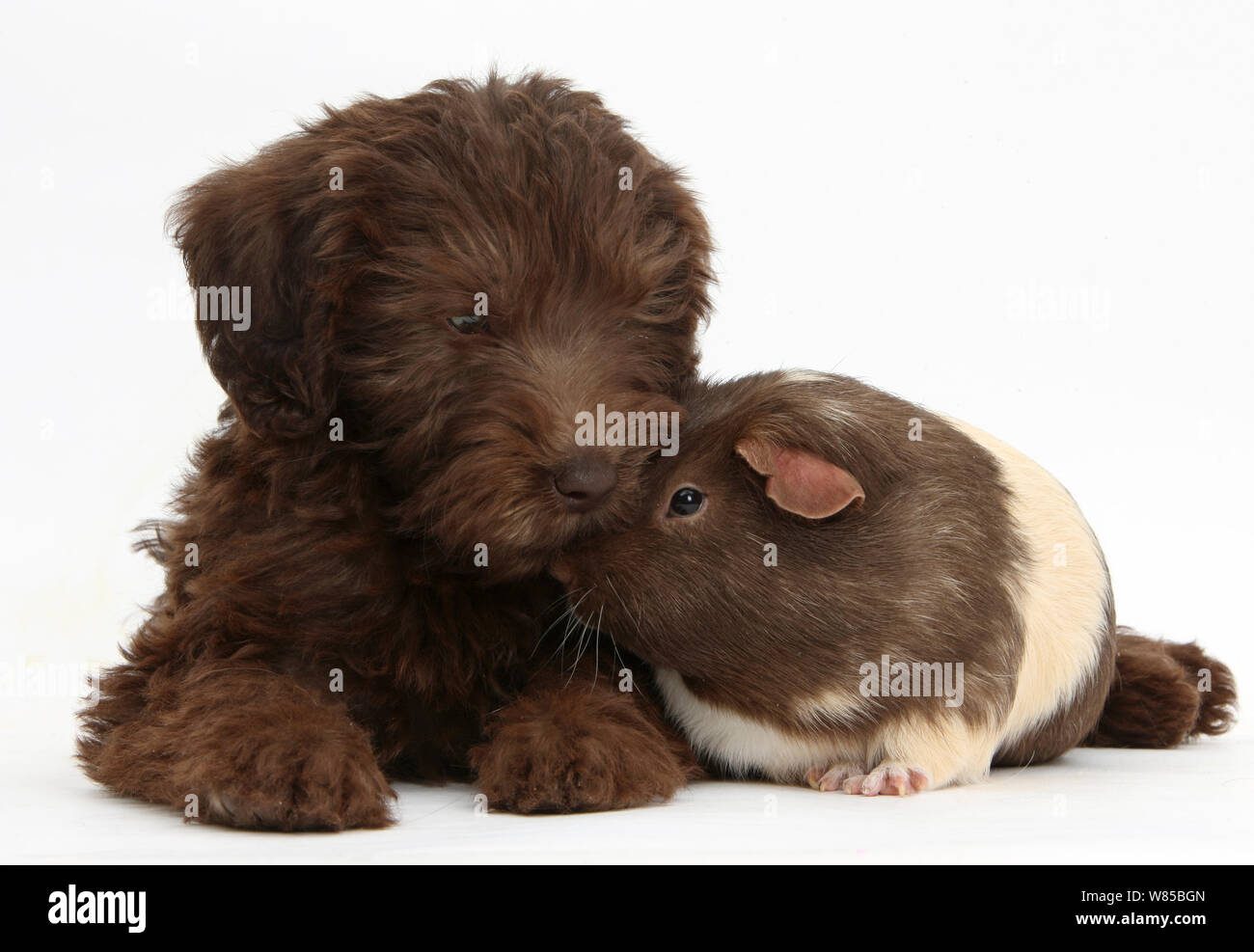 Schokolade Labradoodle Welpen, 9 Wochen, mit Meerschweinchen, vor weißem Hintergrund Stockfoto Schokolade Labradoodle Welpen, 9 Wochen, mit Meerschweinchen, vor weißem Hintergrund Stockfoto