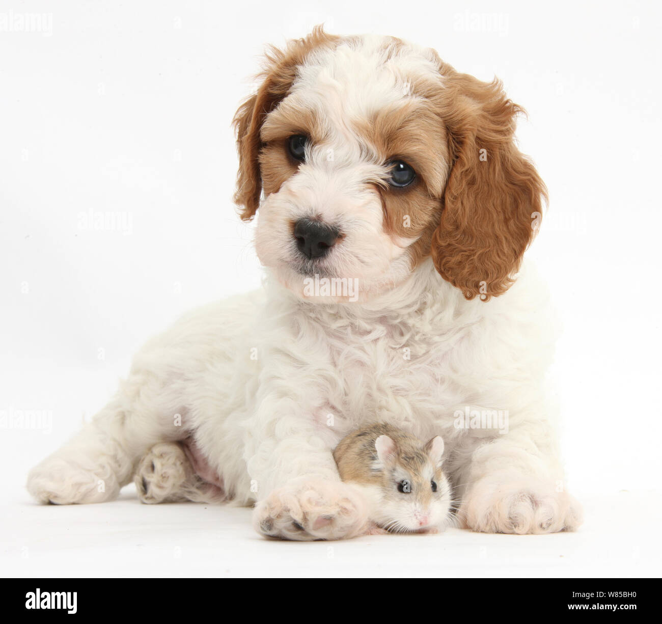 Cute rot-weißen Cavapoo Welpen, 5 Wochen, und Roborovski Zwerghamster, vor weißem Hintergrund Stockfoto Cute rot-weißen Cavapoo Welpen, 5 Wochen, und Roborovski Zwerghamster, vor weißem Hintergrund Stockfoto