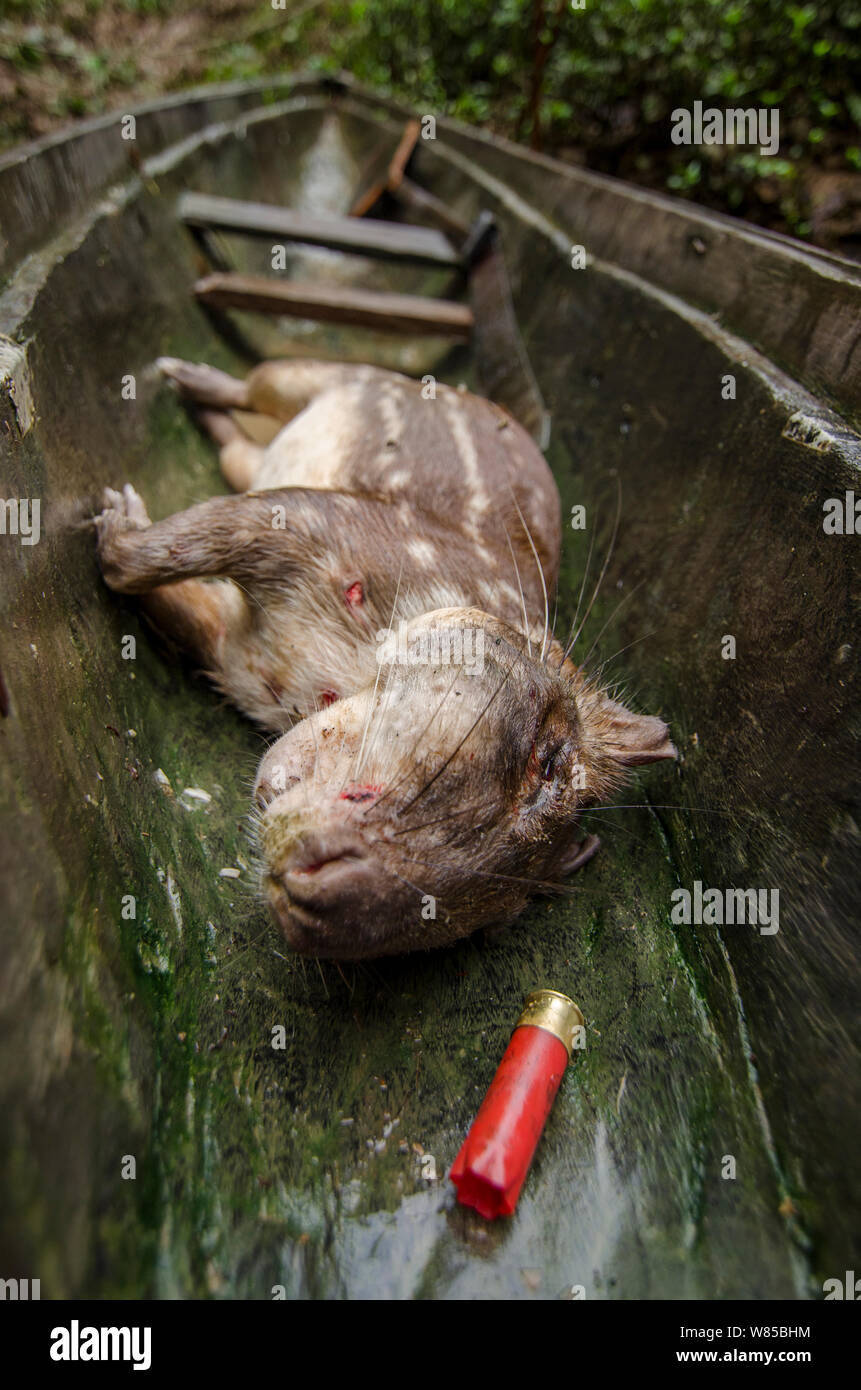 Lowland paca (Cuniculus paca) für Fleisch gejagt, mit Schuß, Rio Napo, Peru Amazon Stockfoto