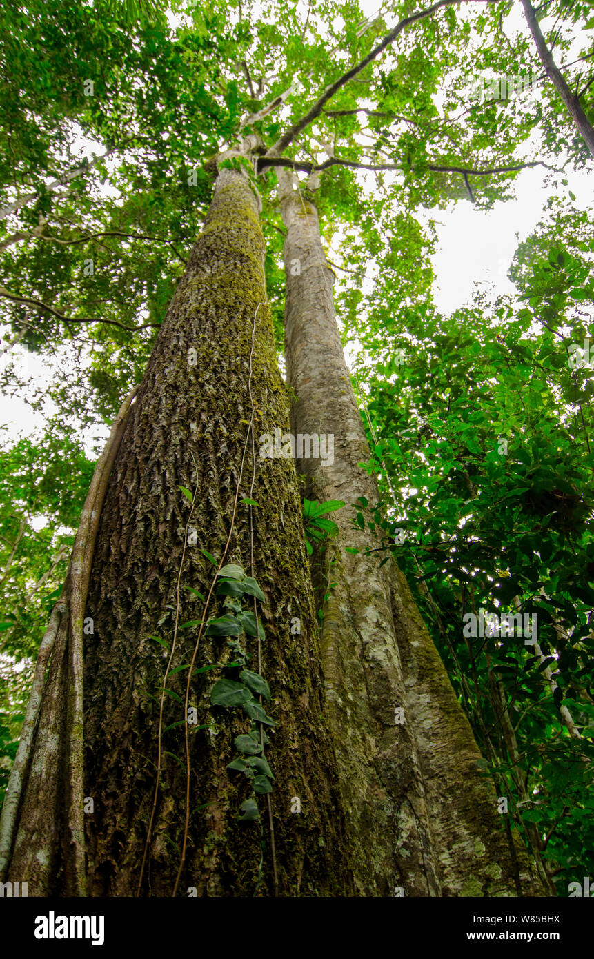 Jacareuba oder Lagarto caspi (Calophyllum brasiliense) Regenwald Bäume, Manu Nationalpark, Peru. Stockfoto