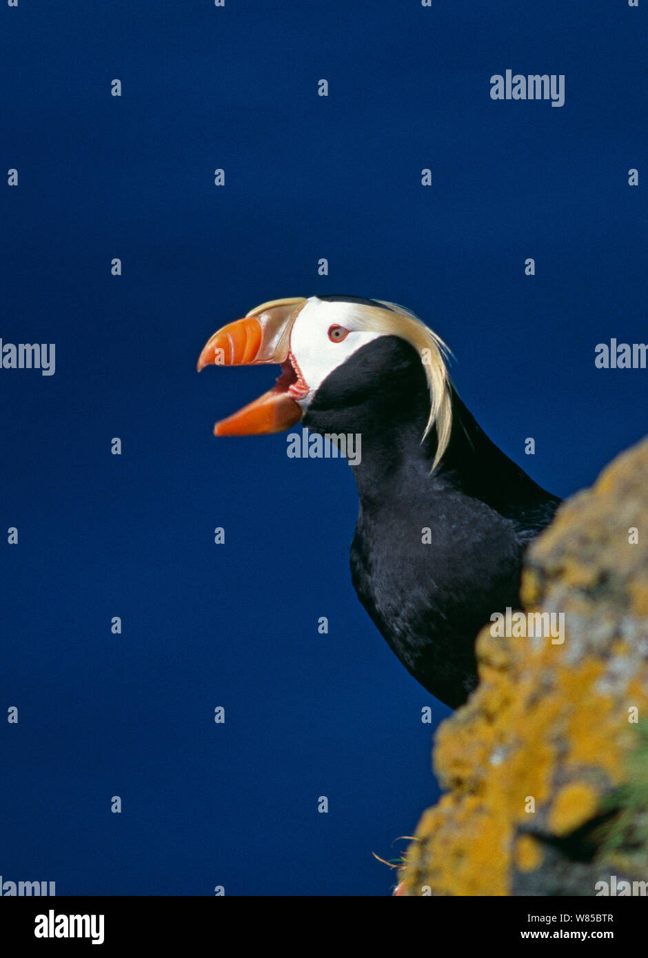 Getuftete Papageitaucher (Fratercula cirrhata), auf einer Klippe, St . Paul, Pribilof Inseln, Beringmeer, Alaska. Stockfoto