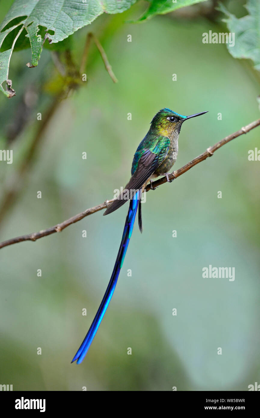 Violett-tailed Sylph (Aglaiocercus coelestis) männlich, Mindo, Ecuador. Stockfoto