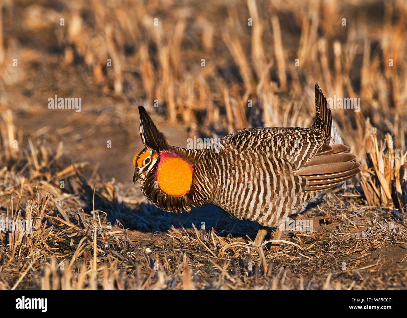 Mehr Tympanchus Prairie-Chicken (cupido) Anzeige auf lekking Boden, Sandhills, Nebraska, USA, April. Stockfoto