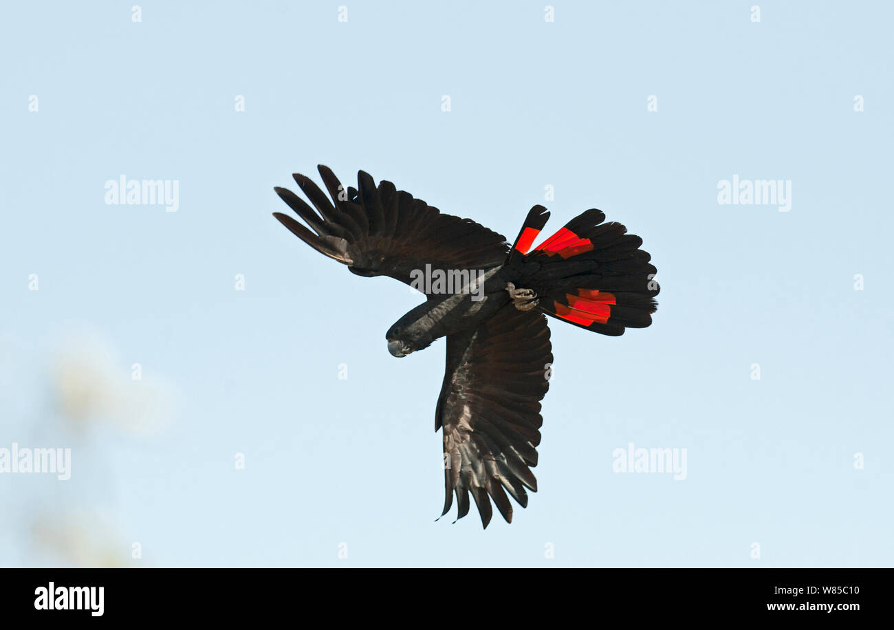 Rot-schwarz Kakadu (Calyptorhynchus banksii) im Flug, Queensland, Australien. Stockfoto