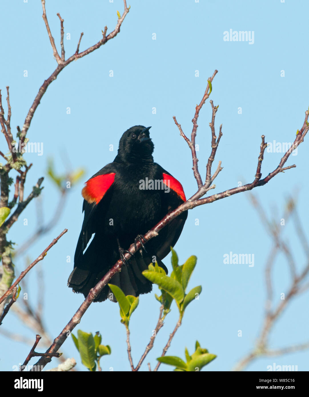 Red-winged blackbird (Agelaius phoeniceus) singen in der Morgendämmerung, Florida, Everglades, USA, März. Stockfoto