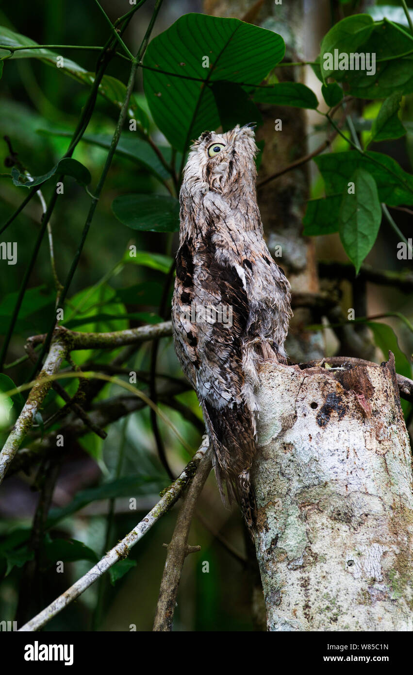 Urutau-tagschläfer (Nyctibius griseus) auf Amazon River, in der Nähe von Iquitos, Peru. Stockfoto
