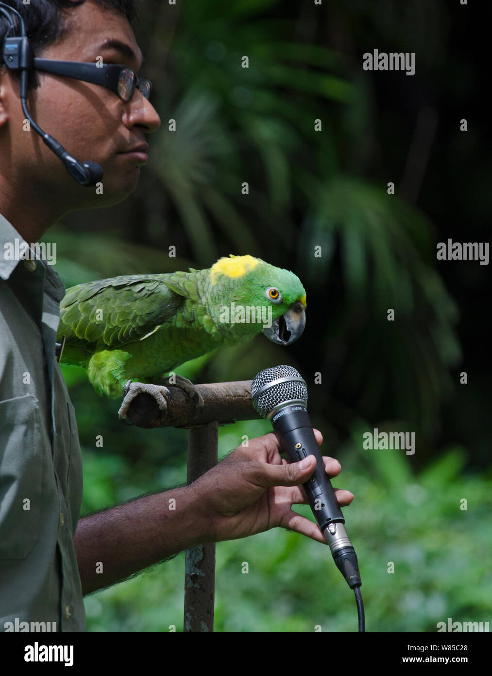 Amigo, ein Gelb-naped Amazon Papagei (Amazona auropalliata) singen Sie in  das Mikrofon, Star der "Vögel N Buddies Show' an Jurong Vogel Park,  Singapur, November 2011 Stockfotografie - Alamy