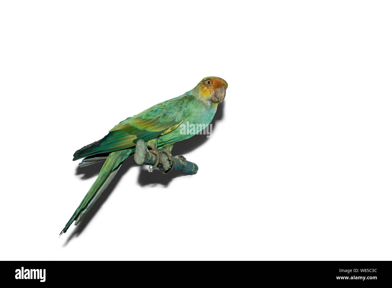 Carolina parakeet (Conuropsis carolinensis) taxidermy Muster, aus Nordamerika. Ausgestorbene Arten. Stockfoto
