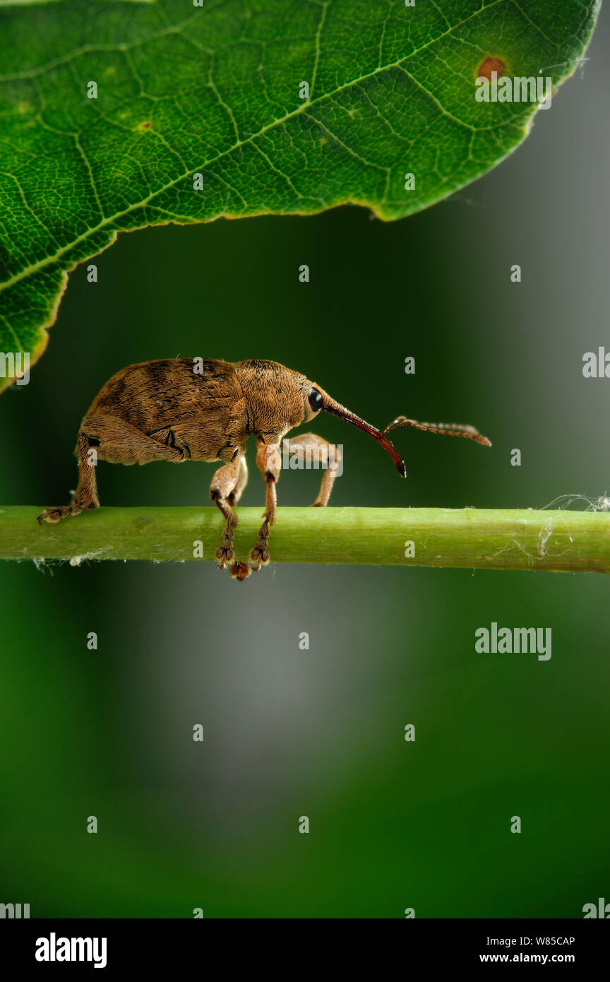 Männliche Acorn Rüsselkäfer (Curculio glandium) Niedersachsische Biosphärenreservat Elbtalaue, Niedersächsischen Elbtal, Deutschland, Juni. Stockfoto