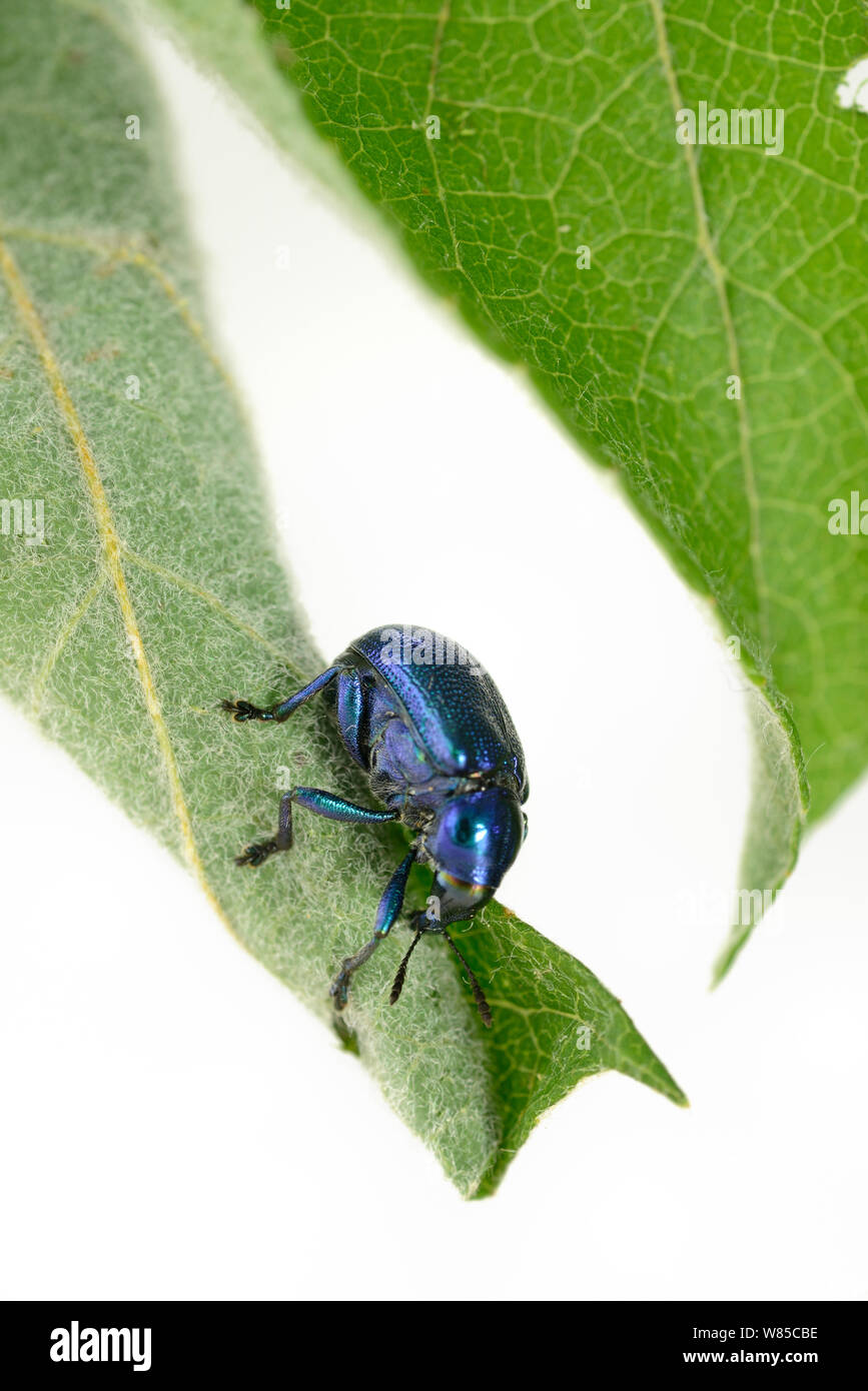 Rüsselkäfer (Byctiscus betulae) rollende Blatt, Niedersachsische Biosphärenreservat Elbtalaue, Niedersächsischen Elbtal, Deutschland. Juni. Stockfoto