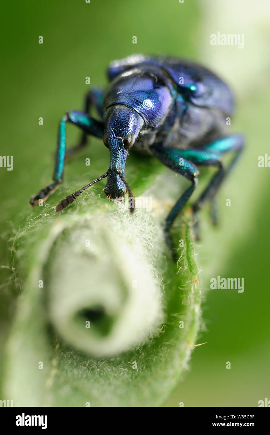 Blatt Walze Rüsselkäfer (Byctiscus betulae) auf gerollten Blatt, Niedersachsische Biosphärenreservat Elbtalaue, Niedersächsischen Elbtal, Deutschland, Juni. Stockfoto