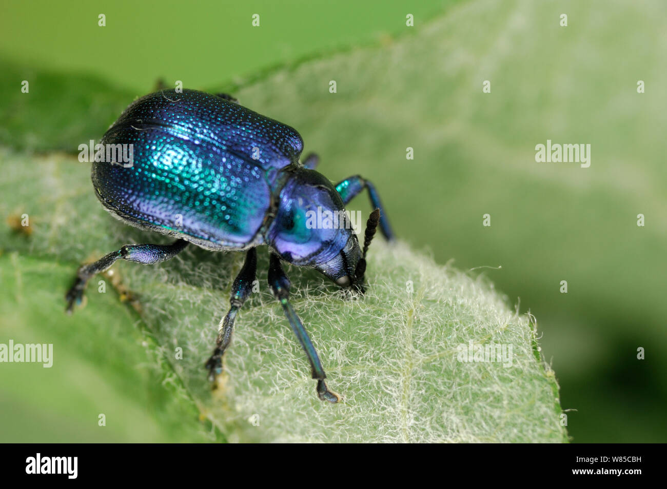 Blatt Walze Rüsselkäfer (Byctiscus betulae) auf Blatt, Niedersachsische Biosphärenreservat Elbtalaue, Niedersächsischen Elbtal, Deutschland, Juni. Stockfoto