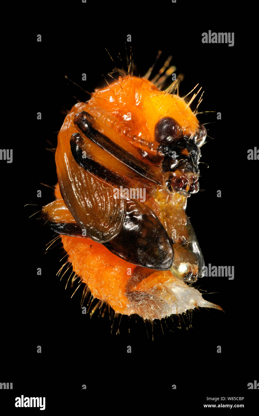 Hazel Leaf-roller Rüsselkäfer (Apoderus coryli) pupa im späten Stadium der Entwicklung, Westensee, Deutschland, August. Captive, mit digitalen focus Stacking genommen. Stockfoto