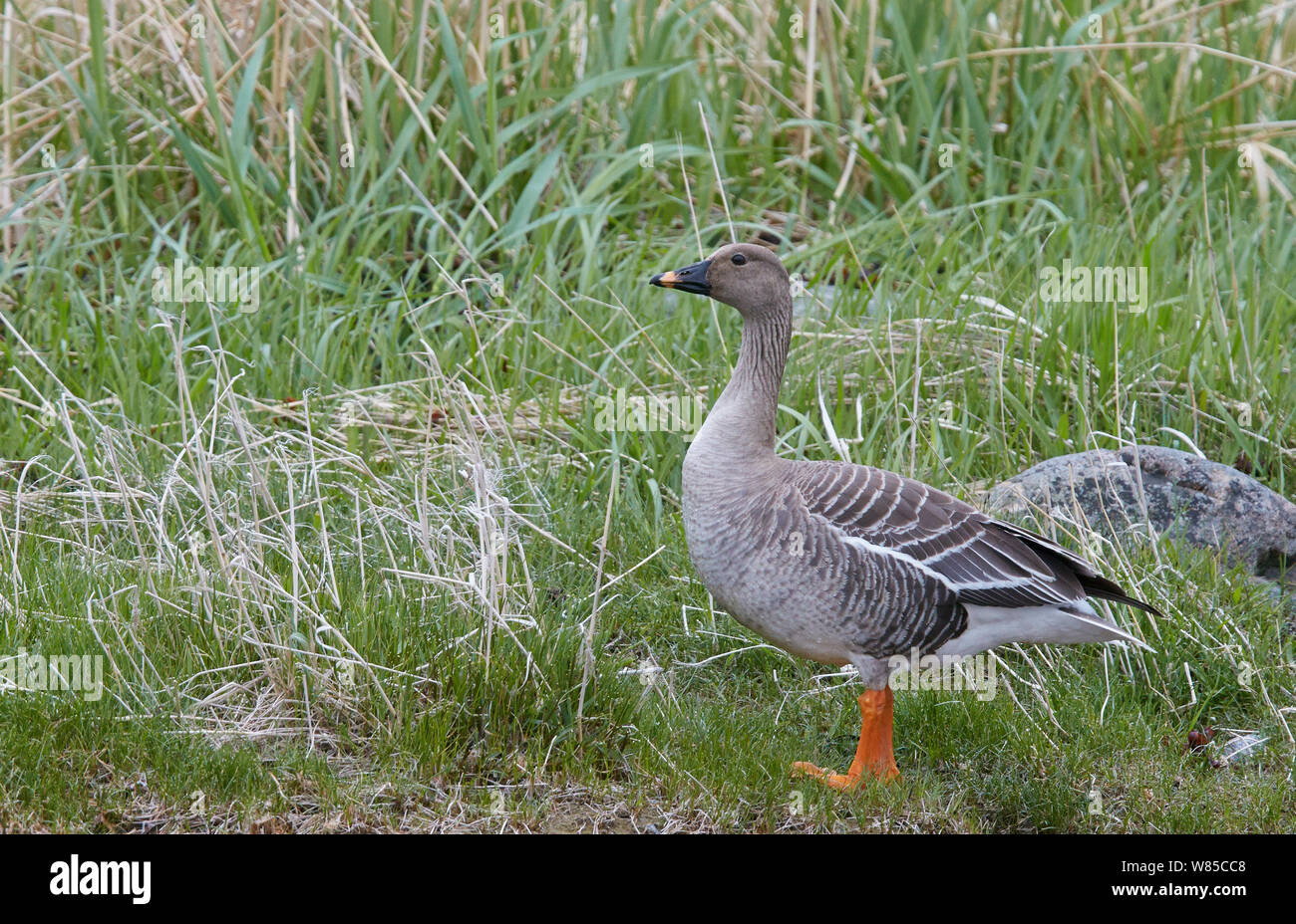 Taiga bean Goose (Anser fabalis rossicus) Uto, Finnland, Mai. Stockfoto