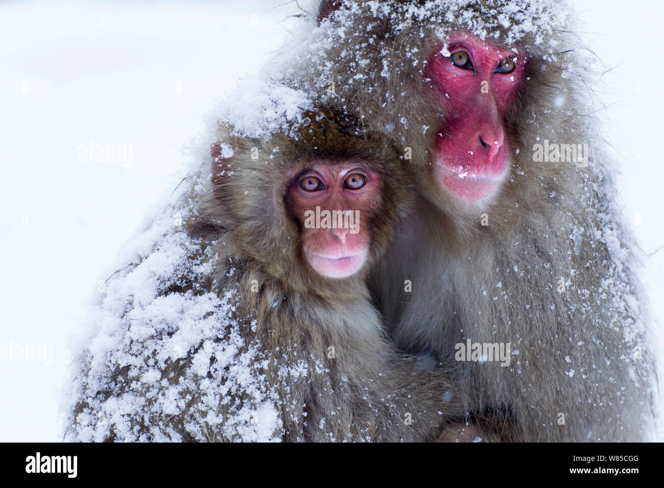 Japanischen Makaken (Macaca fuscata) weiblich und ihr Baby-Portrait. Jigokudani Yaen-Koen Nationalpark, Japan, Februar. Stockfoto