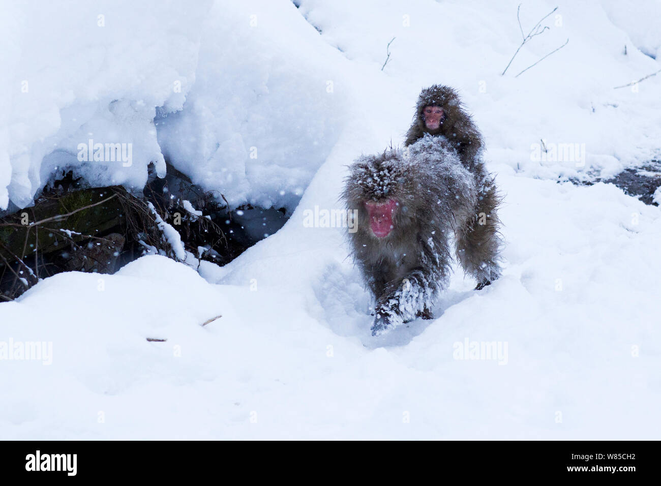 Japanischen Makaken (Macaca fuscata) weibliche Ihr Baby auf den Rücken. Jigokudani Yaen-Koen Nationalpark, Japan, Februar. Stockfoto