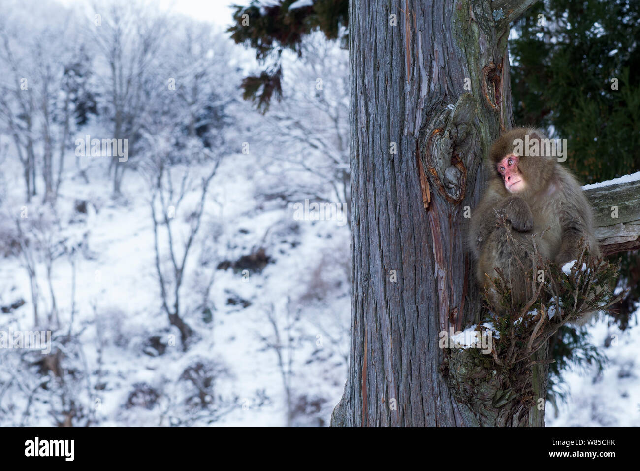 Japanischen Makaken (Macaca fuscata) sitzen auf dem Zweig der Kiefer. Jigokudani Yean-Koen Nationalpark, Japan, Februar. Stockfoto