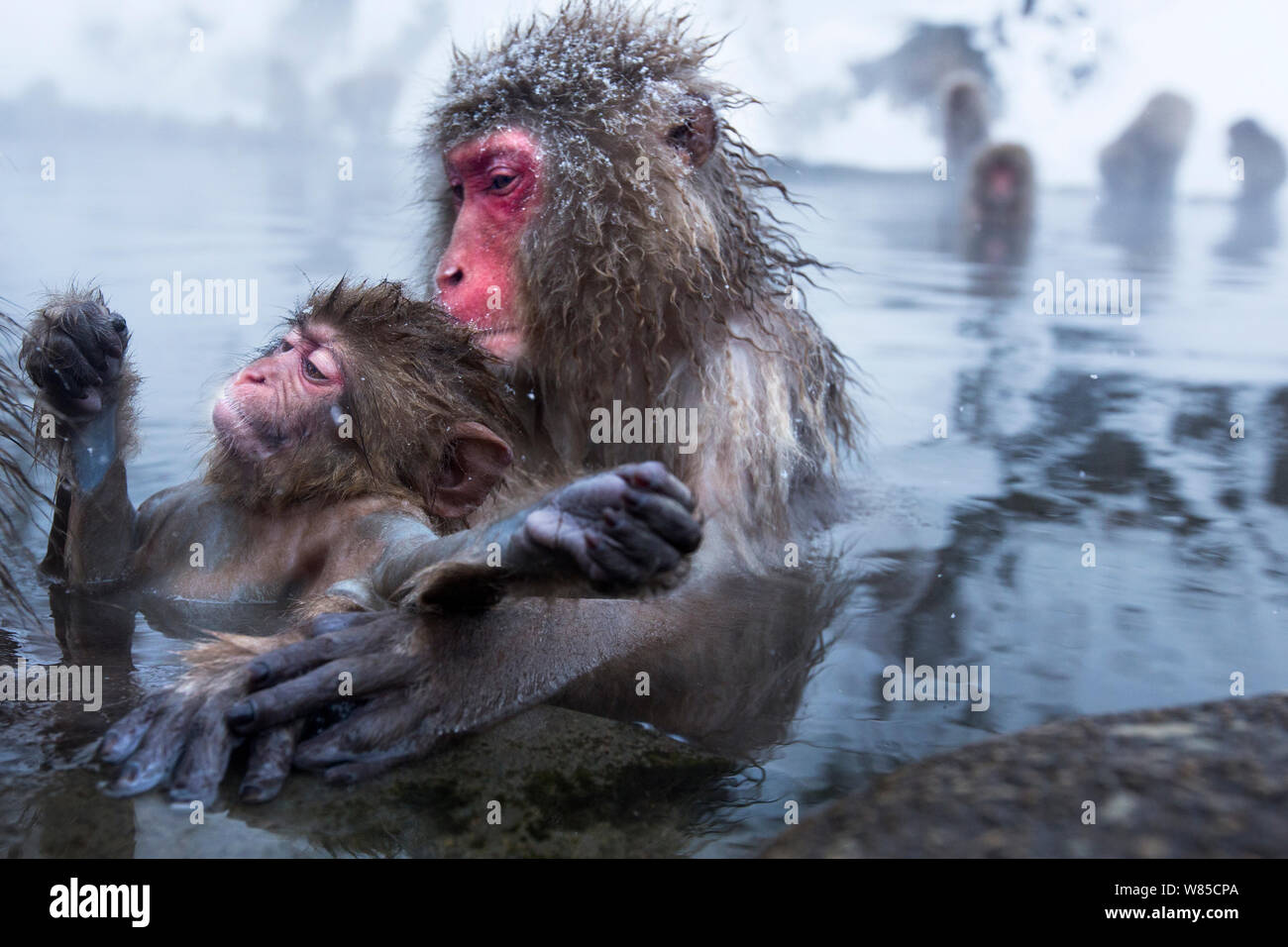 Japanischen Makaken (Macaca fuscata) weiblich und Ihr Baby am Rande der thermischen Hotspring Pool. Jigokudani Yean-Koen Nationalpark, Japan, Februar. Stockfoto