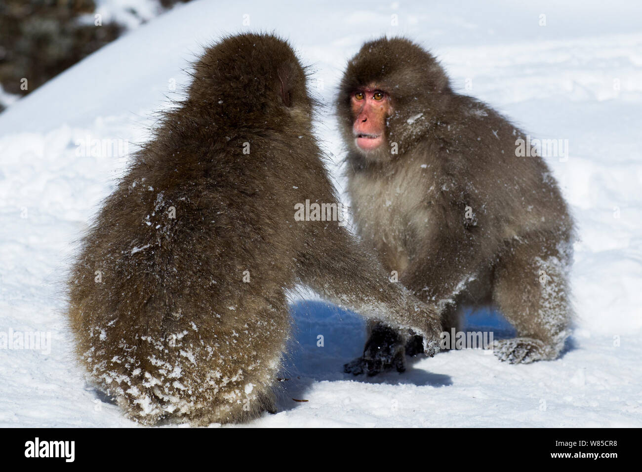 Japanischen Makaken (Macaca fuscata) Jugendliche im Schnee spielen. Jigokudani Yean-Koen Nationalpark, Japan, Februar. Stockfoto