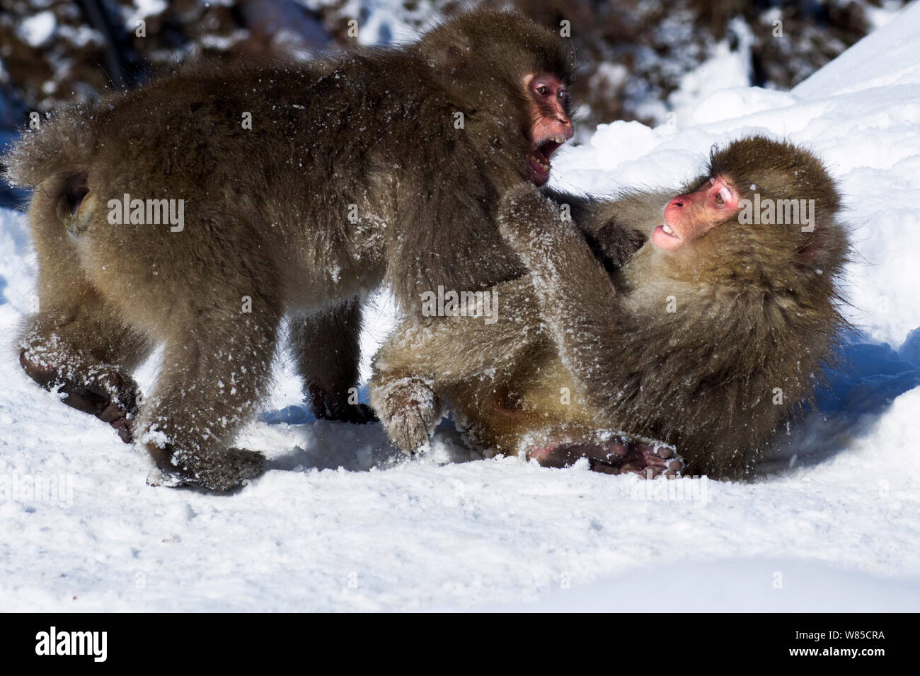 Japanischen Makaken (Macaca fuscata) Jugendliche im Schnee spielen. Jigokudani Yean-Koen Nationalpark, Japan, Februar. Stockfoto