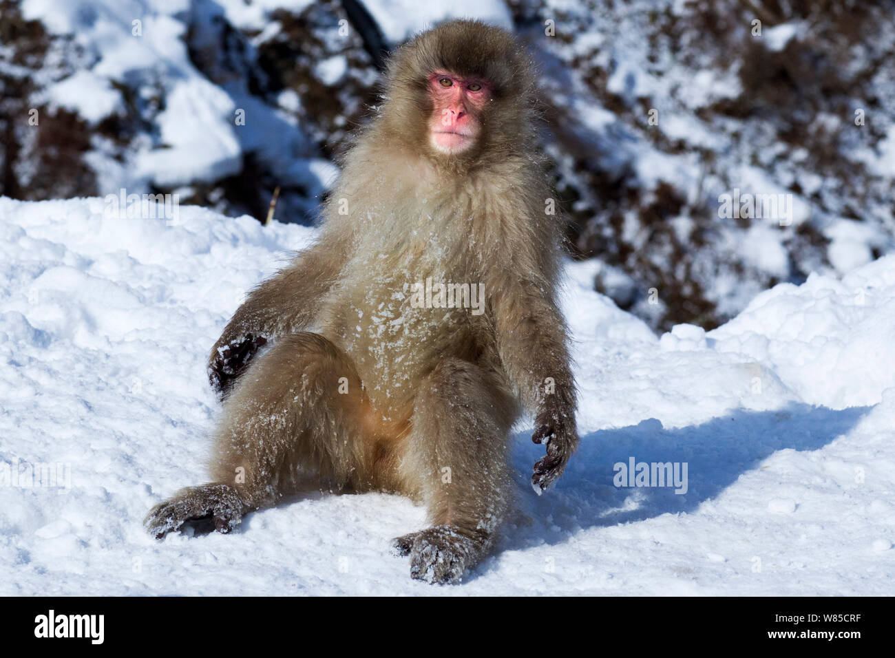 Japanischen Makaken (Macaca fuscata) sonnen sich warm zu bekommen. Jigokudani Yaen-Koen Nationalpark, Japan, Februar. Stockfoto