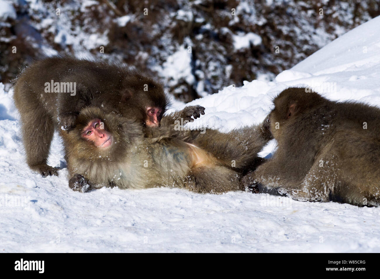 Japanischen Makaken (Macaca fuscata) Jugendliche im Schnee spielen. Jigokudani Yean-Koen Nationalpark, Japan, Februar. Stockfoto