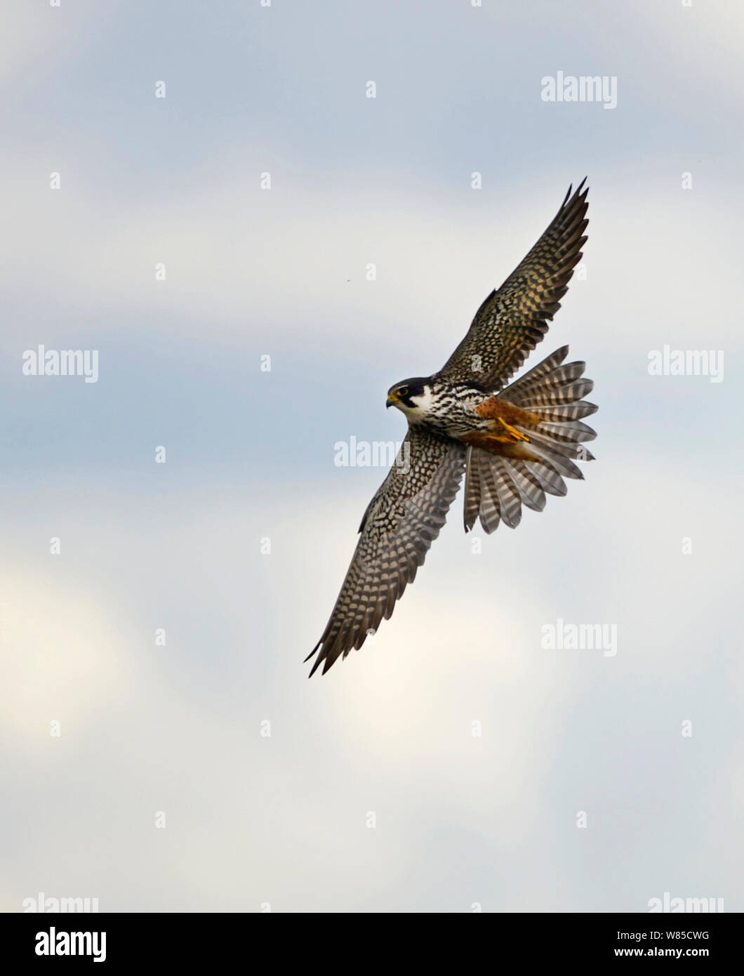 Hobby (Falco subbuteo) Jagd auf Schilfrohr in Lakenheath RSPB Reservat, Suffolk, England, UK, Mai. Stockfoto