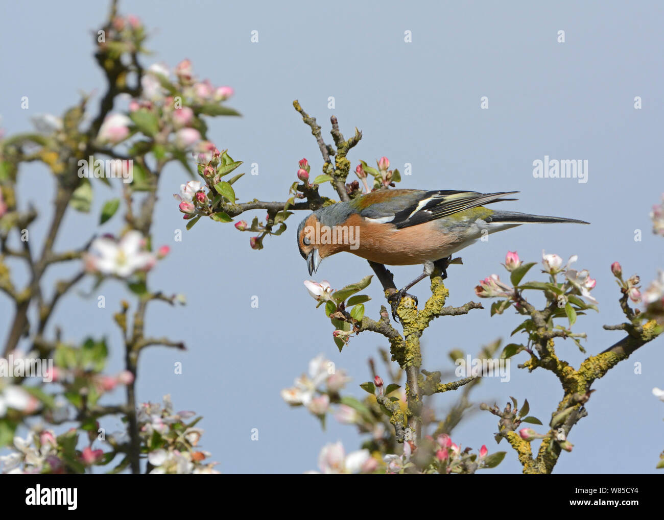 Buchfink (Fringila coelebs) Fütterung auf apple blossom Buds, Norfolk, England, UK, Mai. Stockfoto