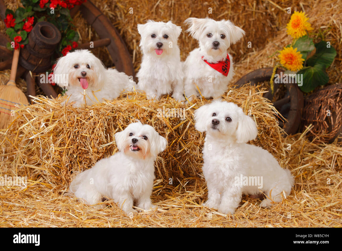 Gruppe von fünf maltesischen Hunde sitzen auf Strohballen. Stockfoto