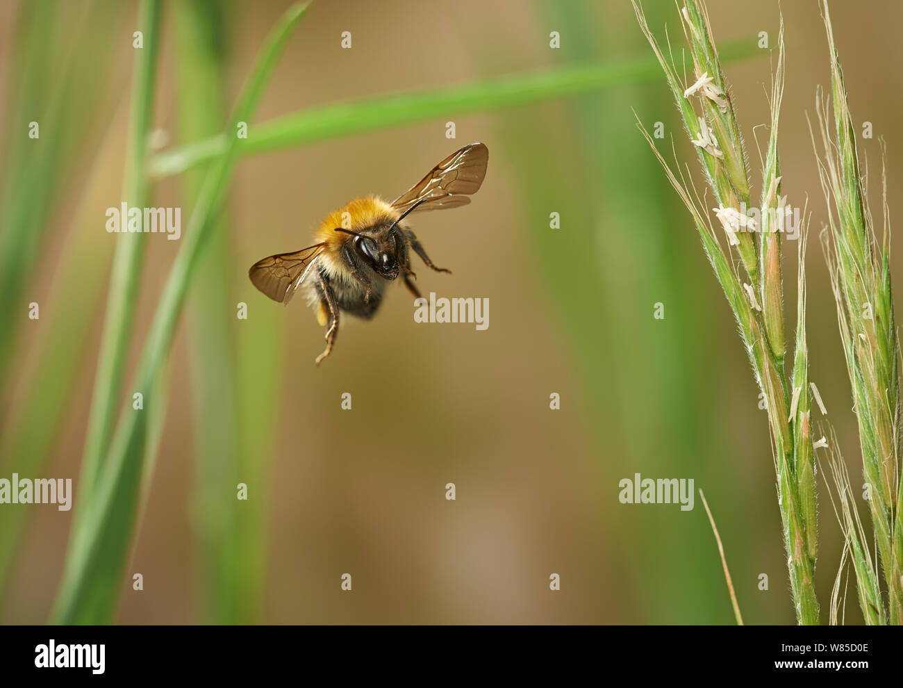 Gemeinsame carder Biene (Bombus pascuorum) im Flug, Sussex, England, Großbritannien, Juli. Stockfoto
