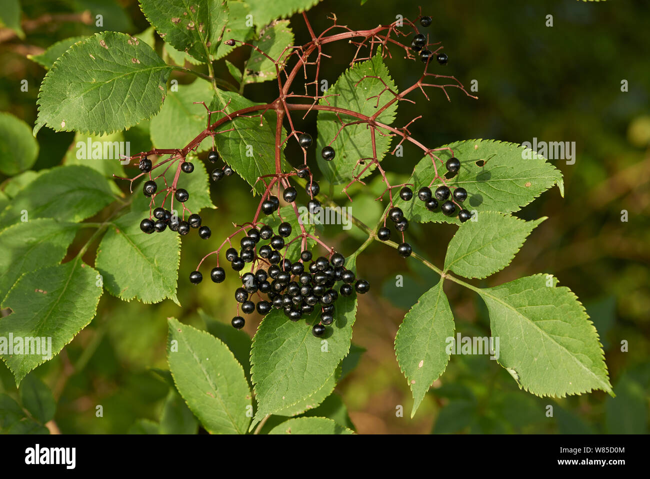 Holunder (Sambucus nigra) Sussex, England, Großbritannien, Oktober. Stockfoto