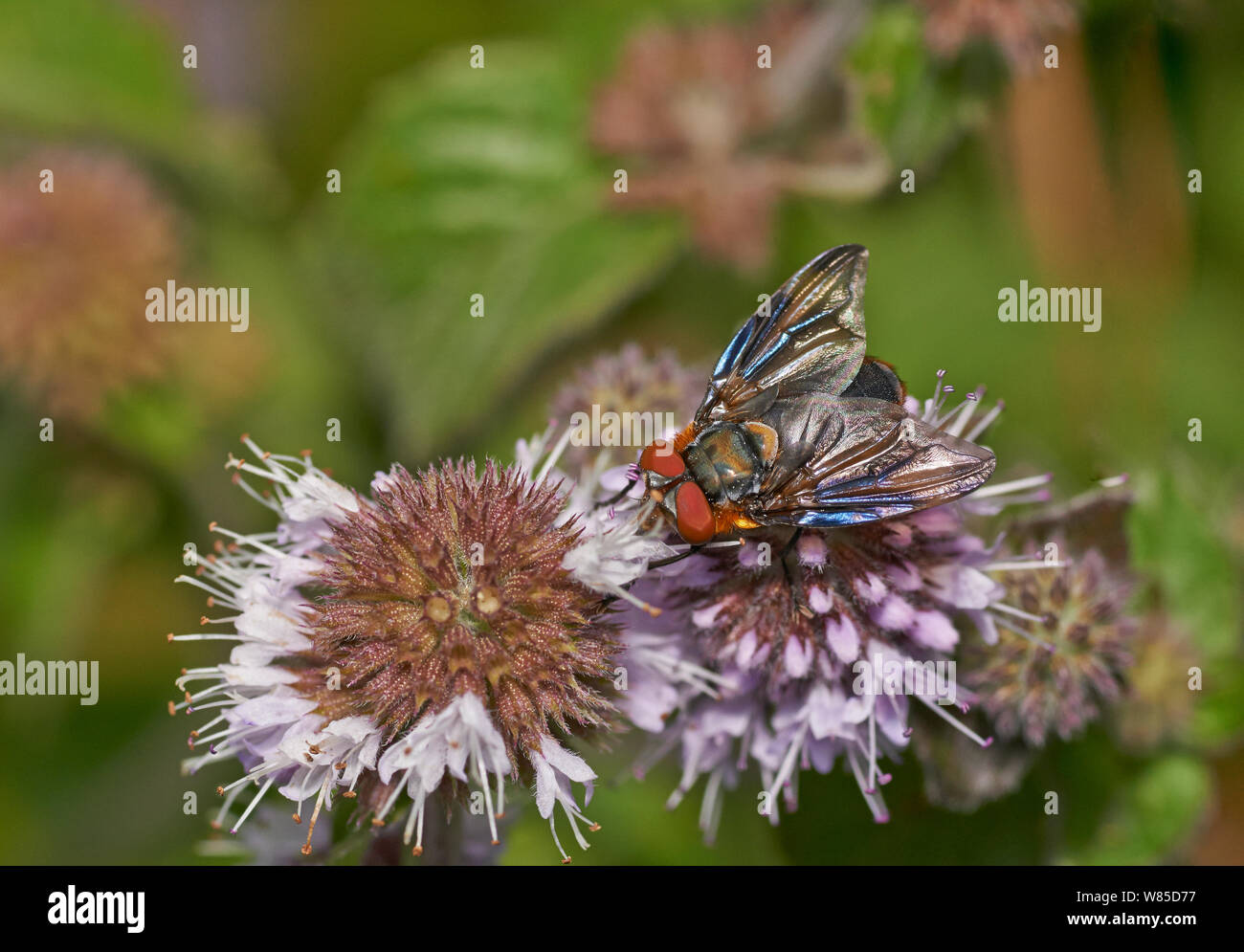 Tachinid fliegen (Alophora hemiptera) parasitäre Spezies. Sussex, England, UK, August. Stockfoto