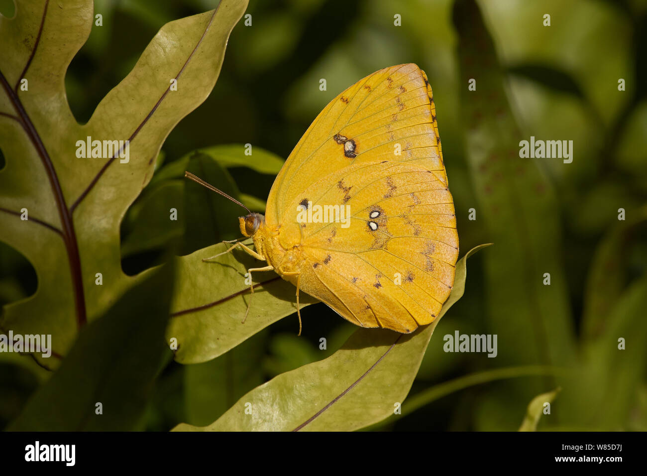 Gesperrt Schwefel Schmetterling (Phoebis philea) Florida, USA, Februar. Stockfoto