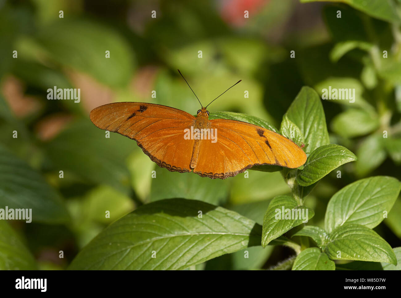 Julia Butterfly (Dryas Julia) Florida, USA, Februar. Stockfoto